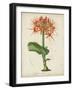 Tropical Array V-Horto Van Houtteano-Framed Art Print