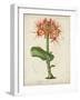 Tropical Array V-Horto Van Houtteano-Framed Art Print