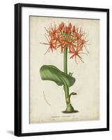 Tropical Array V-Horto Van Houtteano-Framed Art Print