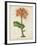 Tropical Array V-Horto Van Houtteano-Framed Art Print