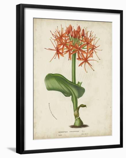 Tropical Array V-Horto Van Houtteano-Framed Art Print