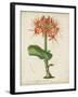 Tropical Array V-Horto Van Houtteano-Framed Art Print