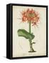 Tropical Array V-Horto Van Houtteano-Framed Stretched Canvas