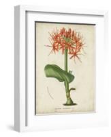 Tropical Array V-Horto Van Houtteano-Framed Art Print