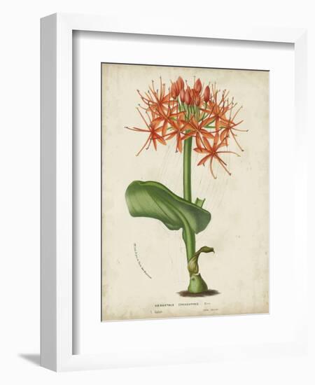Tropical Array V-Horto Van Houtteano-Framed Art Print