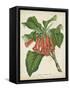 Tropical Array VI-Horto Van Houtteano-Framed Stretched Canvas