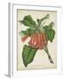 Tropical Array VI-Horto Van Houtteano-Framed Art Print