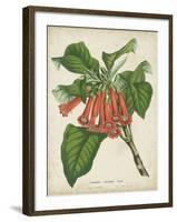 Tropical Array VI-Horto Van Houtteano-Framed Art Print