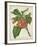 Tropical Array VI-Horto Van Houtteano-Framed Art Print