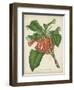 Tropical Array VI-Horto Van Houtteano-Framed Art Print