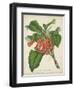 Tropical Array VI-Horto Van Houtteano-Framed Art Print