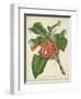 Tropical Array VI-Horto Van Houtteano-Framed Art Print