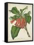 Tropical Array VI-Horto Van Houtteano-Framed Stretched Canvas