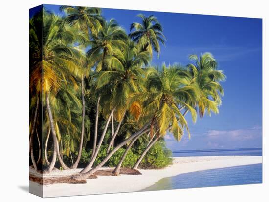 Tropical Beach and Palm Trees, Maldives, Indian Ocean-Danielle Gali-Stretched Canvas