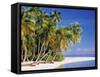 Tropical Beach and Palm Trees, Maldives, Indian Ocean-Danielle Gali-Framed Stretched Canvas