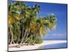 Tropical Beach and Palm Trees, Maldives, Indian Ocean-Danielle Gali-Mounted Photographic Print