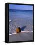 Tropical Beach at Maldives, Indian Ocean-Jon Arnold-Framed Stretched Canvas