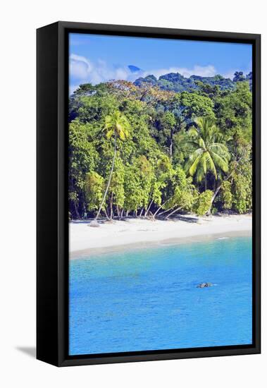 Tropical Beach, Manuel Antonio National Park, Costa Rica-Marco Simoni-Framed Stretched Canvas
