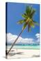 Tropical Beach with Beautiful Palm and White Sand-pashapixel-Stretched Canvas