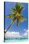 Tropical Beach with Beautiful Palm and White Sand-pashapixel-Stretched Canvas