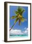 Tropical Beach with Beautiful Palm and White Sand-pashapixel-Framed Photographic Print