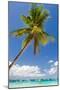 Tropical Beach with Beautiful Palm and White Sand-pashapixel-Mounted Photographic Print