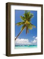 Tropical Beach with Beautiful Palm and White Sand-pashapixel-Framed Photographic Print