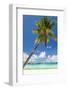 Tropical Beach with Beautiful Palm-pashapixel-Framed Photographic Print
