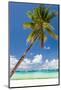 Tropical Beach with Beautiful Palm-pashapixel-Mounted Photographic Print