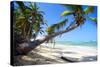 Tropical Beach with Beautiful Palms and White Sand-pashapixel-Stretched Canvas