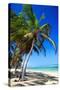 Tropical Beach with Beautiful Palms and White Sand-pashapixel-Stretched Canvas