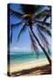 Tropical Beach with Beautiful Palms and White Sand-pashapixel-Stretched Canvas