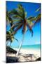 Tropical Beach with Beautiful Palms and White Sand-pashapixel-Mounted Photographic Print