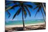 Tropical Beach with Beautiful Palms and White Sand-pashapixel-Mounted Photographic Print