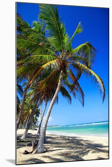 Tropical Beach with Beautiful Palms and White Sand-pashapixel-Mounted Photographic Print