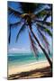 Tropical Beach with Beautiful Palms and White Sand-pashapixel-Mounted Photographic Print