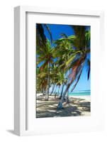 Tropical Beach with Beautiful Palms-pashapixel-Framed Photographic Print