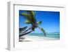 Tropical Beach with Beautiful Palms-pashapixel-Framed Photographic Print