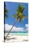 Tropical Beach with Palm and White Sand-pashapixel-Stretched Canvas