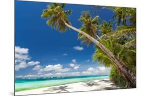 Tropical Beach with Palm and White Sand-pashapixel-Mounted Photographic Print