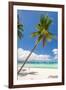 Tropical Beach with Palm and White Sand-pashapixel-Framed Photographic Print