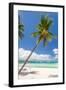 Tropical Beach with Palm and White Sand-pashapixel-Framed Photographic Print