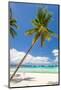 Tropical Beach with Palm and White Sand-pashapixel-Mounted Photographic Print