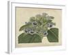 Tropical Beauty IV-Sydenham Teast Edwards-Framed Art Print