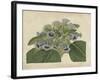 Tropical Beauty IV-Sydenham Teast Edwards-Framed Art Print