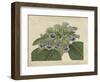 Tropical Beauty IV-Sydenham Teast Edwards-Framed Art Print