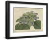 Tropical Beauty IV-Sydenham Teast Edwards-Framed Art Print