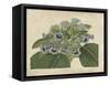 Tropical Beauty IV-Sydenham Teast Edwards-Framed Stretched Canvas