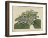 Tropical Beauty IV-Sydenham Teast Edwards-Framed Art Print
