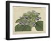 Tropical Beauty IV-Sydenham Teast Edwards-Framed Art Print
